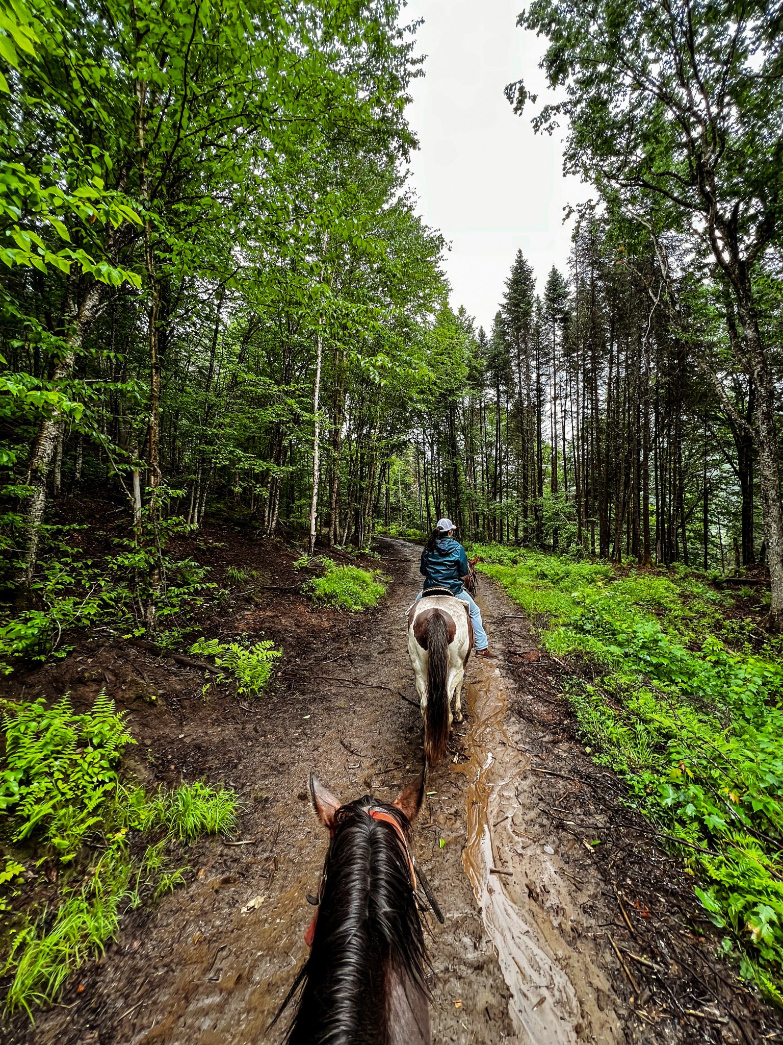 Équitation dans La Jacques-Cartier